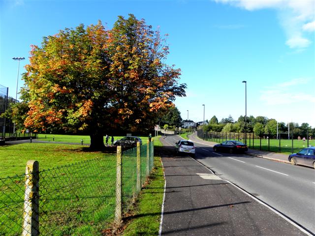 Chestnut tree in autumn colours, Omagh