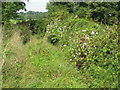 SO6806 : Overgrown footpath at Poulton Farm by M J Richardson