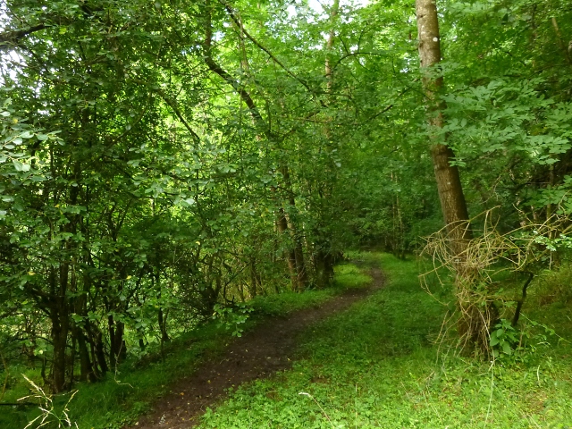 Woodland path © Lairich Rig cc-by-sa/2.0 :: Geograph Britain and Ireland