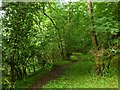 Woodland path