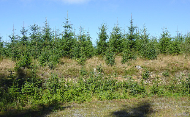 Young conifers in Coed Nantyrhwch, Powys