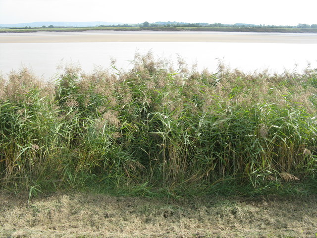 Reeds on the bank of the Severn