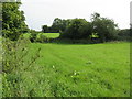 Hedges and lush grass near Awre