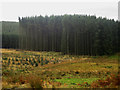 NU0437 : Clear felled and replanted areas, Holburn Forest by Graham Robson