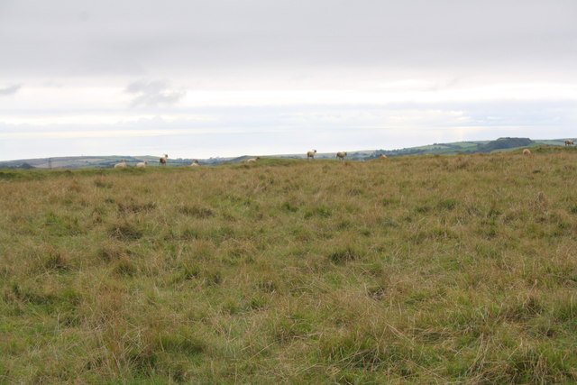 Sheep on top of Eggardon Hill