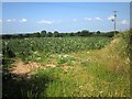 Crop at Witheridge