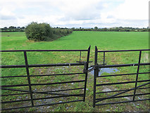 R5846 : A large field by Neville Goodman