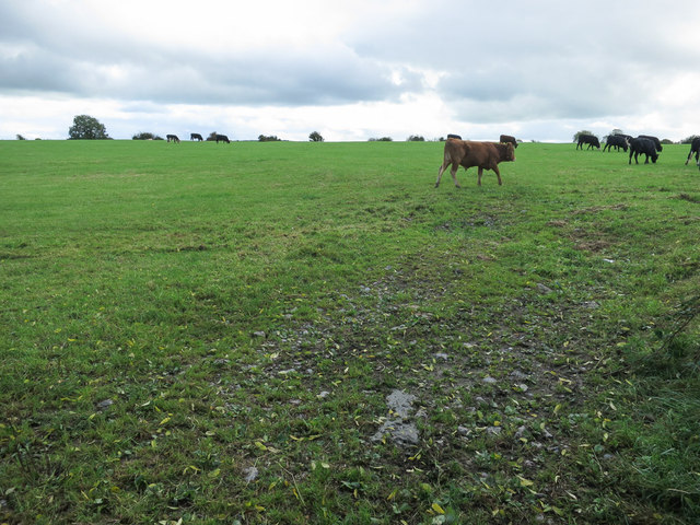 A field of bullocks