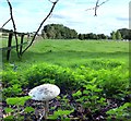 SU4779 : Parasol Mushroom, North Stanmore Farm by Des Blenkinsopp