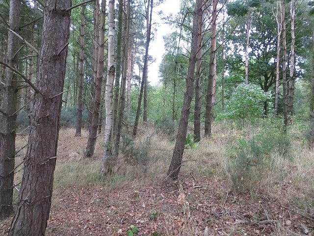 Butterdean Wood © Richard Webb cc-by-sa/2.0 :: Geograph Britain and Ireland