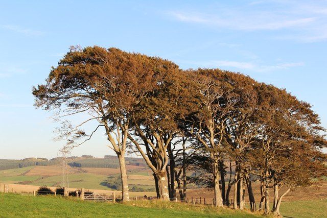 Trees at Guiltreehill