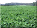 A field of Nettles