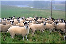 NZ2214 : Sheep by Mick Garratt