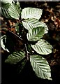 Beech leaves in the Porter Valley