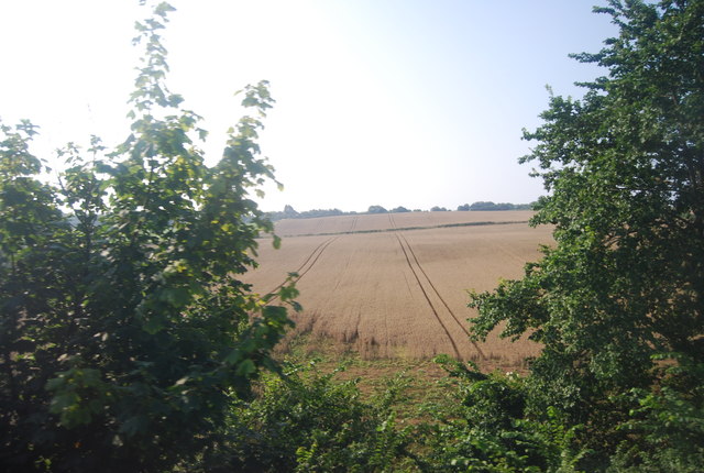 Large ripening wheat field