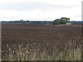 Cultivated field near Balbeggie