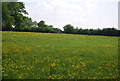 Buttercup meadow