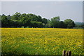 TQ5540 : A fine crop of buttercups by N Chadwick