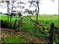 Gate and grassy lane, Envagh