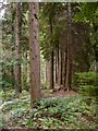 Conifer plantation, High Ridge Wood