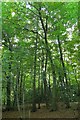 SU7892 : Beech trees in Pound Wood by Steve Daniels