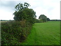 Hedgerow near Lower Park Farm