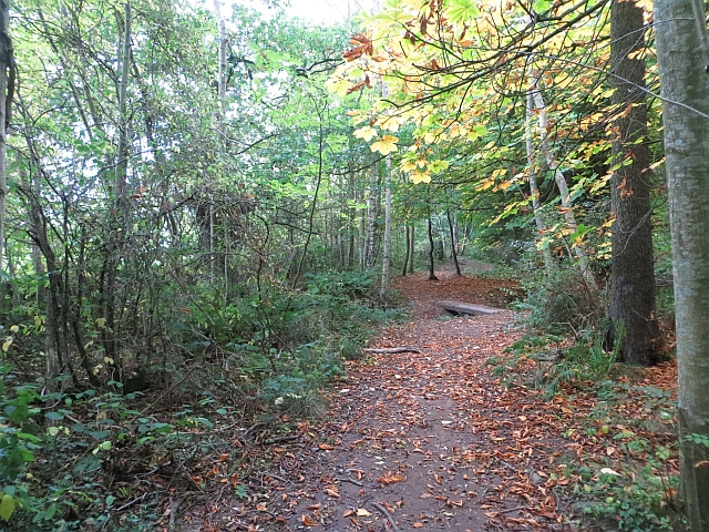 Perimeter path, Butterdean Wood