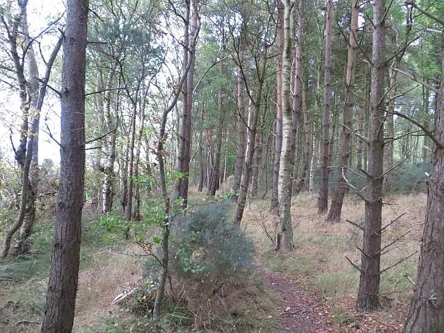 Perimeter path, Butterdean Wood © Richard Webb :: Geograph Britain and ...