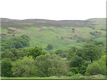 NY9497 : The wooded valleys of Penchford and Grasslees Burns by Mike Quinn