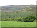 Farmland above the wooded valleys of Penchford and Grasslees Burns (2)