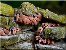 NS3977 : A slime mould - Arcyria denudata by Lairich Rig