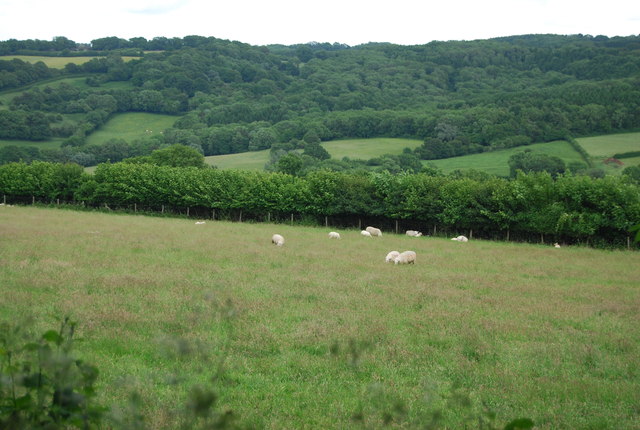 Sheep grazing near Park Hill Farm