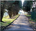 Tree-lined entrance drive to Territorial Army  Centre, West Cross, Swansea