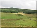 Woodland on Arlick Hill