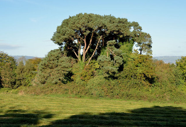 Tree and hedge, Helen's Bay