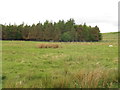 NY8997 : Moorland and plantation north of Hopehead by Mike Quinn