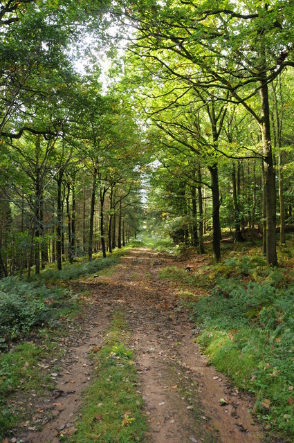 Track through forest at Lodge Hill