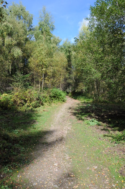 Forest track  near Purples Hill