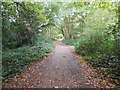 Woods in Wimbledon Common