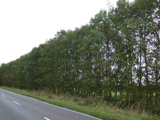 Trees beside Bourne Road