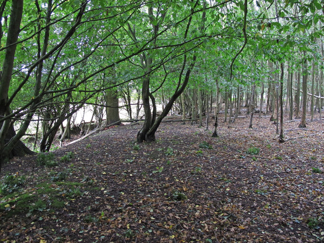 The edge of Parsons Spring, Writtle Forest