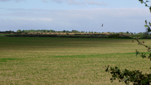 Kite over farmland