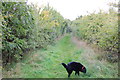 Footpath near Grange Farm