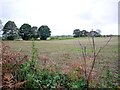 NZ0763 : Fields north of River Tyne by Andrew Curtis