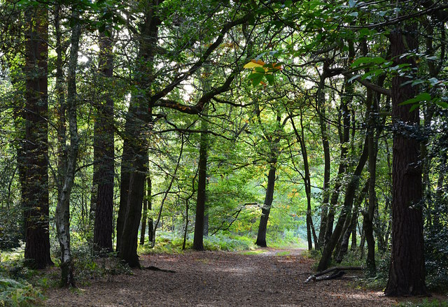 Bridle path in the middle of Pamber Forest, Hampshire