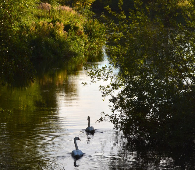 Mute Swans paddling upstream on the River Kennet, Berkshire