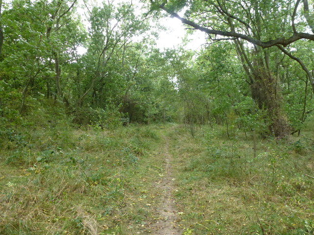 Path in Monks Wood