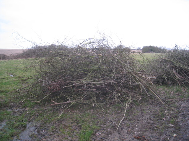 The remains of the old hedge