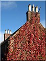 Chimney pots and red ivy