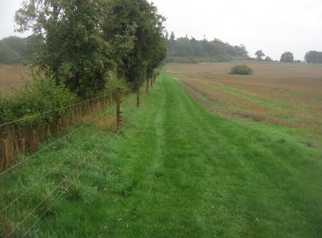 New hedge row